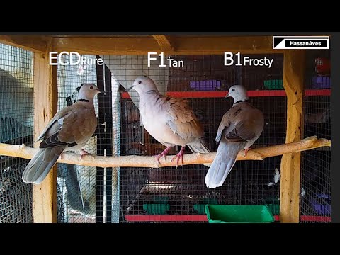 B1 &  F1  ECD ( Eurasian Collar Dove )