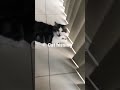 Tabby Cat Hissing