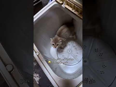 اهم شي البزونات 😂😂😂 #اكسبلور #cat #اكسبلور 🎬 ههههه 😂 #رياكشن #رياكشنات_مضحكه #fypシviral #مقاطع_ضحك