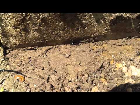 Ameisen attackieren Käfer