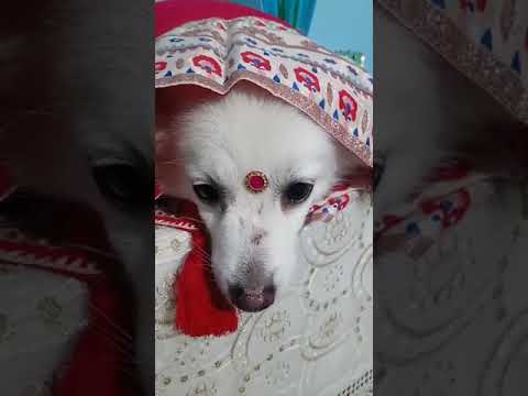 Doggo is wearing chunri and bindi