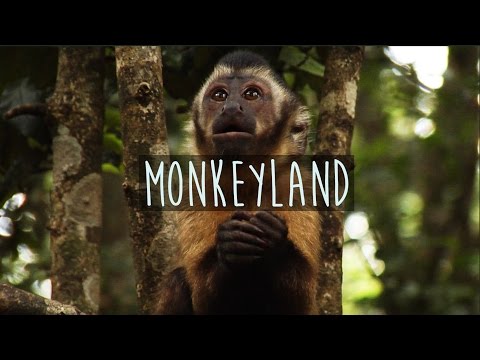 Monkeyland - South Africa