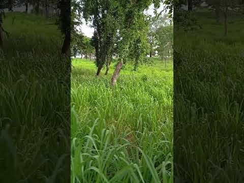 um pastos que está bem gamado na p.a Curitiba município de Amarante do Maranhão