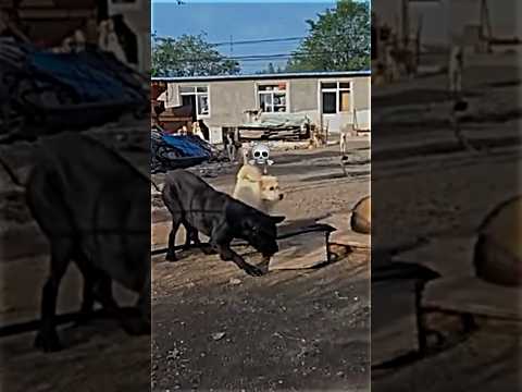 King Charles The Alpha Dog🔥 #fypシ゚viral