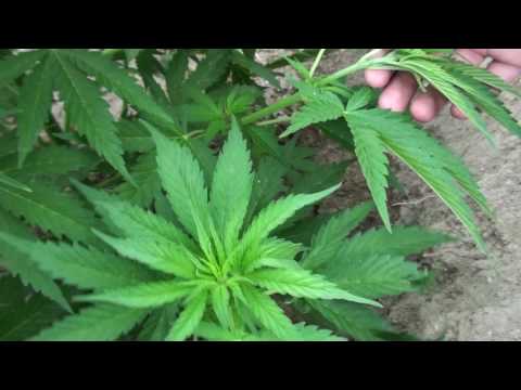 "The 3 Sisters" - Master Kush (7 weeks) (Nirvana)