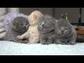  British Shorthair Cattery