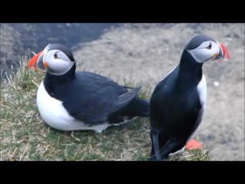 Best of Puffins (Papageientaucher) 2016 / Island / Iceland