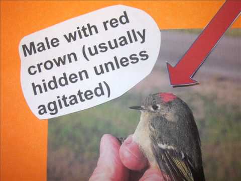 Meet the Ruby-crowned Kinglet