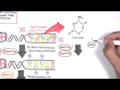 DNA Methylation and Development
