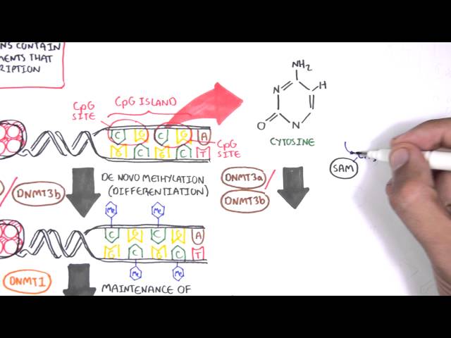DNA Methylation and Cancer