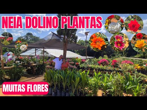NEIA DOLINO PLANTAS: FLORICULTURA E HORTO NA LAJINHA/MG | ROSAS, FLORES, ORQUÍDEAS, BOUGAINVILLE E +