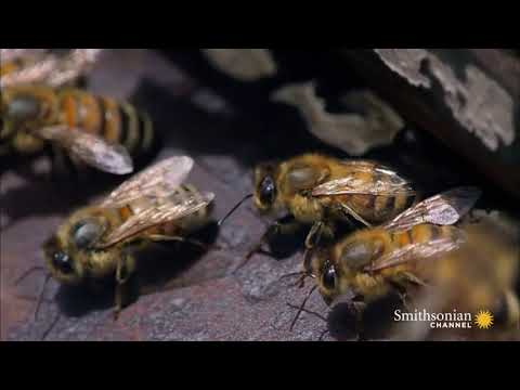 What's the Waggle Dance  And Why Do Honeybees Do It    YouTube