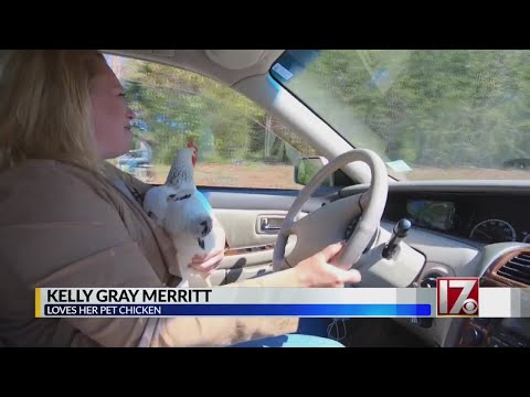 NC woman has unique feathered companion: ‘a highly intelligent chicken’