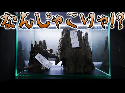 噴水、庭、盆地、中空、切り株、枯れ木