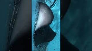 登別マリンパークニクスのエイ