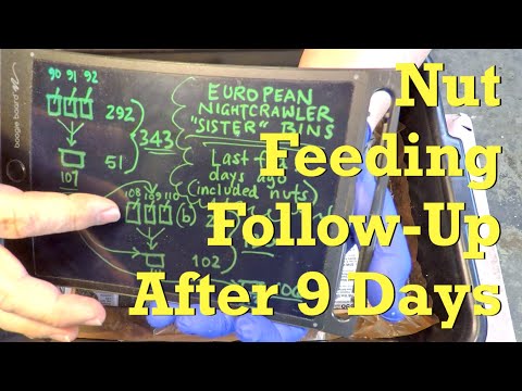 ENC worm bins 9 days after almond & cashew was fed - vermicompost