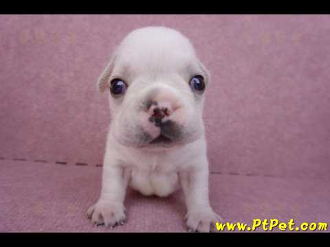 03/21奶白色法國鬥牛公幼犬1號