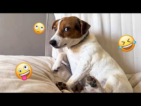 I dare you not to LAUGH at these FUNNY DOGS 😁🦮 - Best Funny Animals Videos 2026 #319