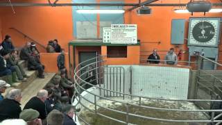 preview picture of video 'livestock_auction_Macroom.mp4'