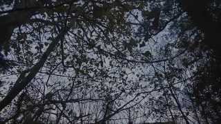 &quot;Let&#39;s Go Extinct&quot; Micro Documentary