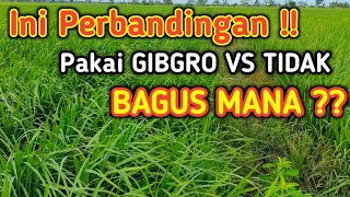 Download lagu COMPARISON OF RICE PLANTS TREATED WITH GIBGRO 10 SP PLANT GROWTH REGULATOR VS. UNTREATED IN THE V... mp3