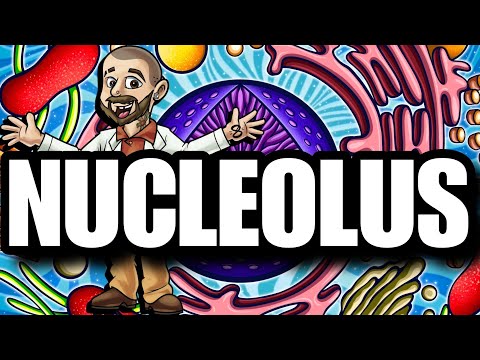 The Nucleolus: The Cell's Ribosome Factory