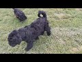 Black Russian Terrier puppy for sale