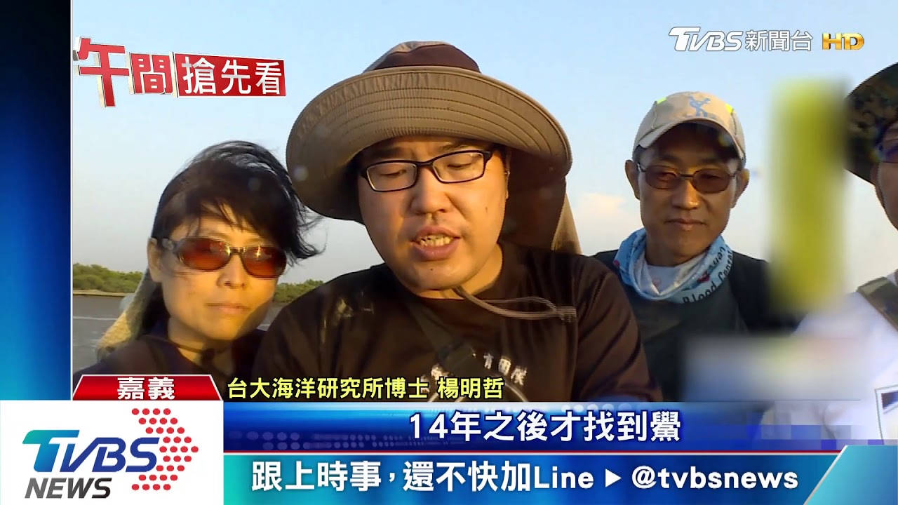 相隔14年! 布袋沙洲再現「活化石」野生稚鱟