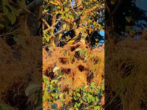 🦜 ¡Mira lo que encontré al atardecer en Alto Beni!