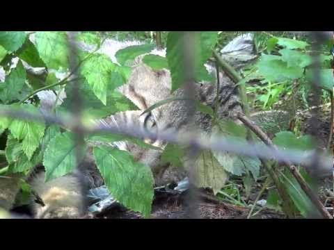 Wunderschöne Wildkatze (HD 1080p)