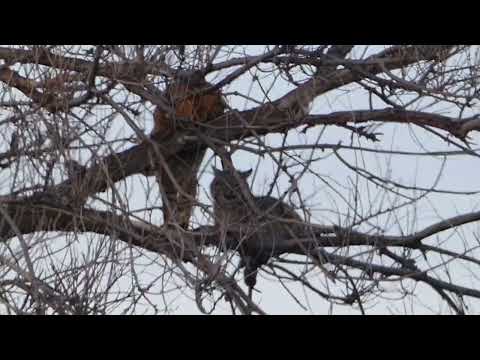P1570587  Bobcat Interaction