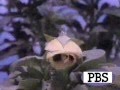 PTV Flowers