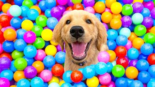 I Surprised my Golden Retriever Puppy with 200 BALLS!