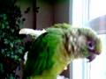 Jack our conure saying "Hello Jack " 