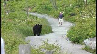WLOS Bear chases man at Clingman's Dome in GSMNP