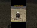 Hawk Catches Prey... But Then the King Arrives! #animals #trending #wildlife #birds #eagle #hawk