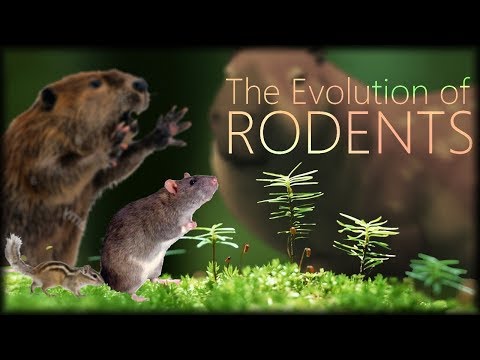 The Evolution of Rodents 🐀