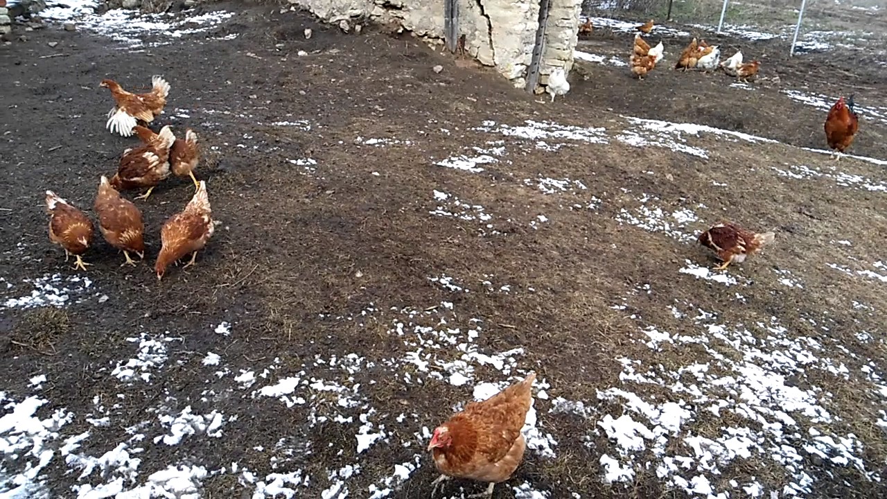 Где В Кирове Купить Кур Несушек