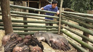 The pig gave birth after I completed the new pen. Robert | Green forest life