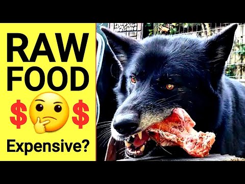 Is RAW Food Cheaper Than Kibble? Yes, and Here's How to Do it
