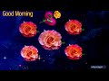 Good Morning Video Roses