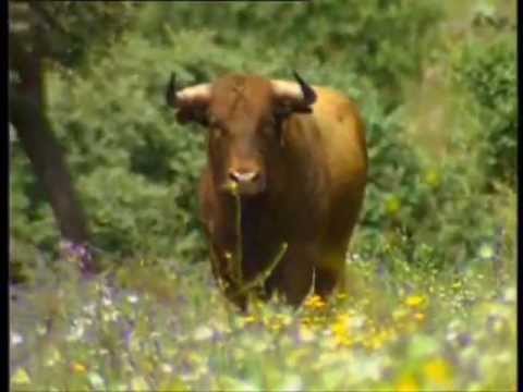 Fco. de Val: Torito bravo, por José de Aguilar