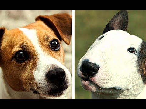 All Terrier Dog Breeds List (A-Z)