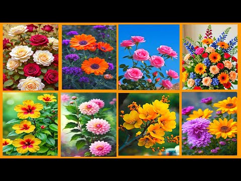 Flowers Wallpaper Collection|| Beautiful Dp&Whatsapp Profile Photos 🌺✨🌼