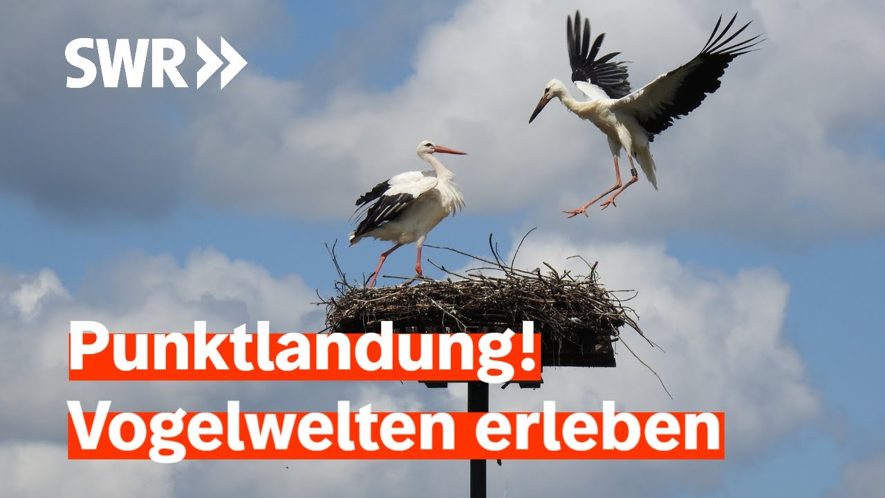 Die Welt der Vögel: Storchendorf, Vogelpark und neue Liebe für Papageien | Treffpunkt