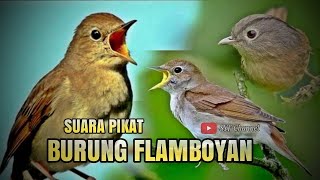 Download lagu SUARA PIKAT BURUNG FLAMBOYAN.. MBESET NYULING COCOK UNTUK MASTERAN.. mp3 Download lagu SUARA PIKAT BURUNG FLAMBOYAN.. MBESET NYULING COCOK UNTUK MASTERAN.. mp3