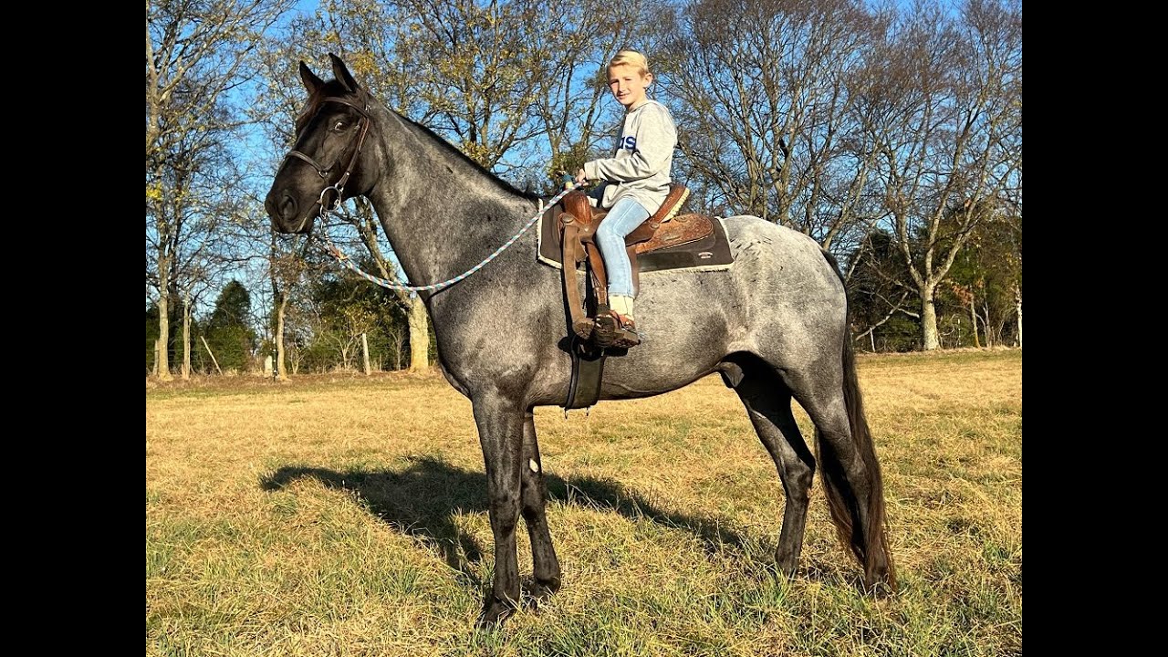 Blue Roan Tennessee Walking Horse For Sale