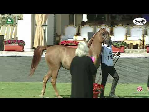 N 118 RESALAT AL KHALEDIAH   King Abdulaziz Arabian Horse Center Show 2021   Mares 4 6 Years Old Cla