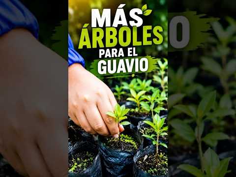 🔴Así fortalece Corpoguavio la conservación de los bosques y las fuentes de agua del Guavio
