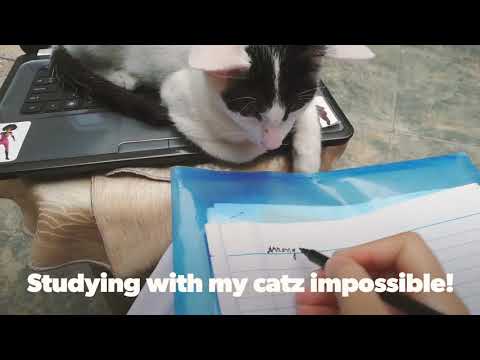 Studying with a Cat...